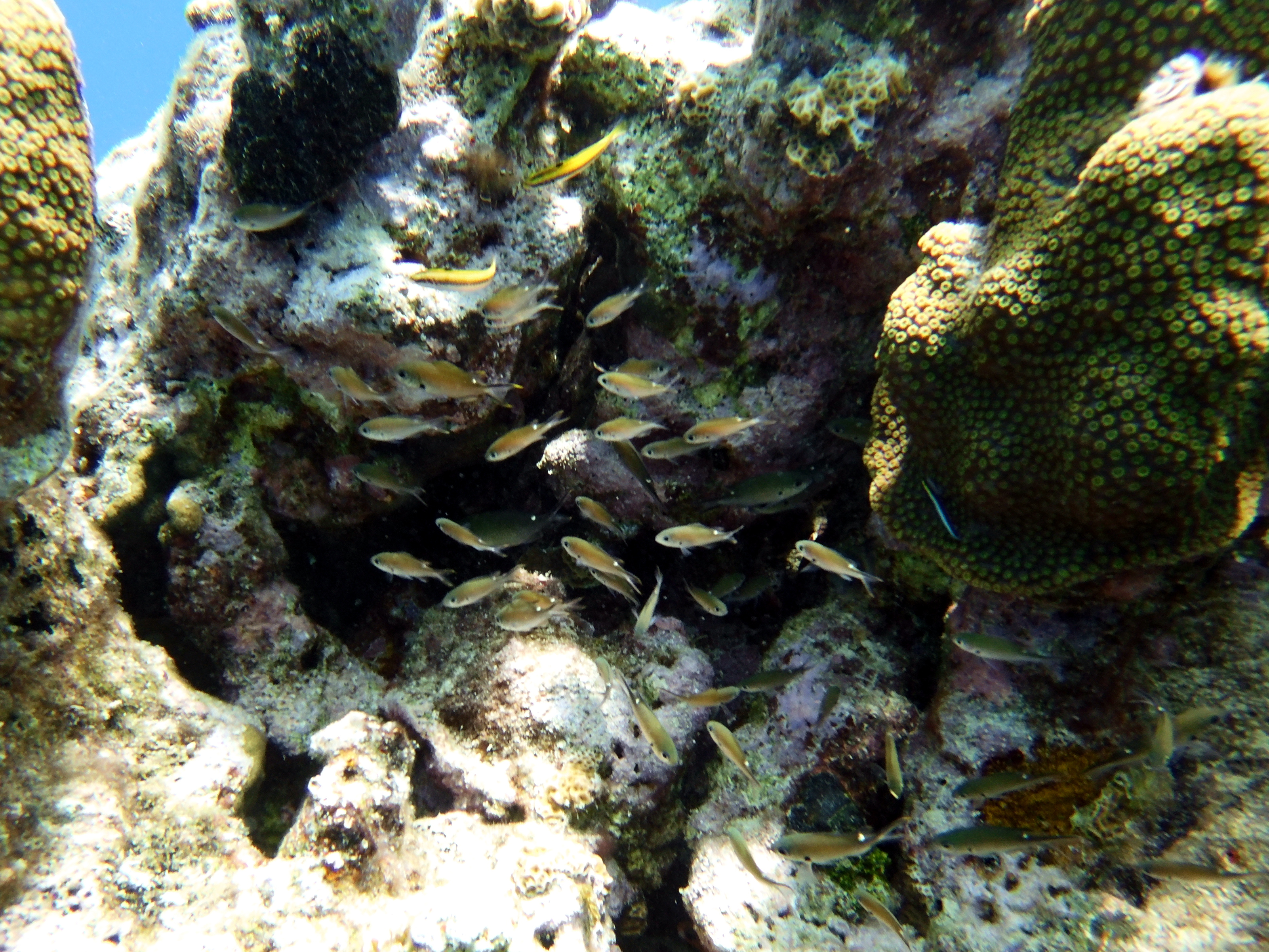 All the little fishies