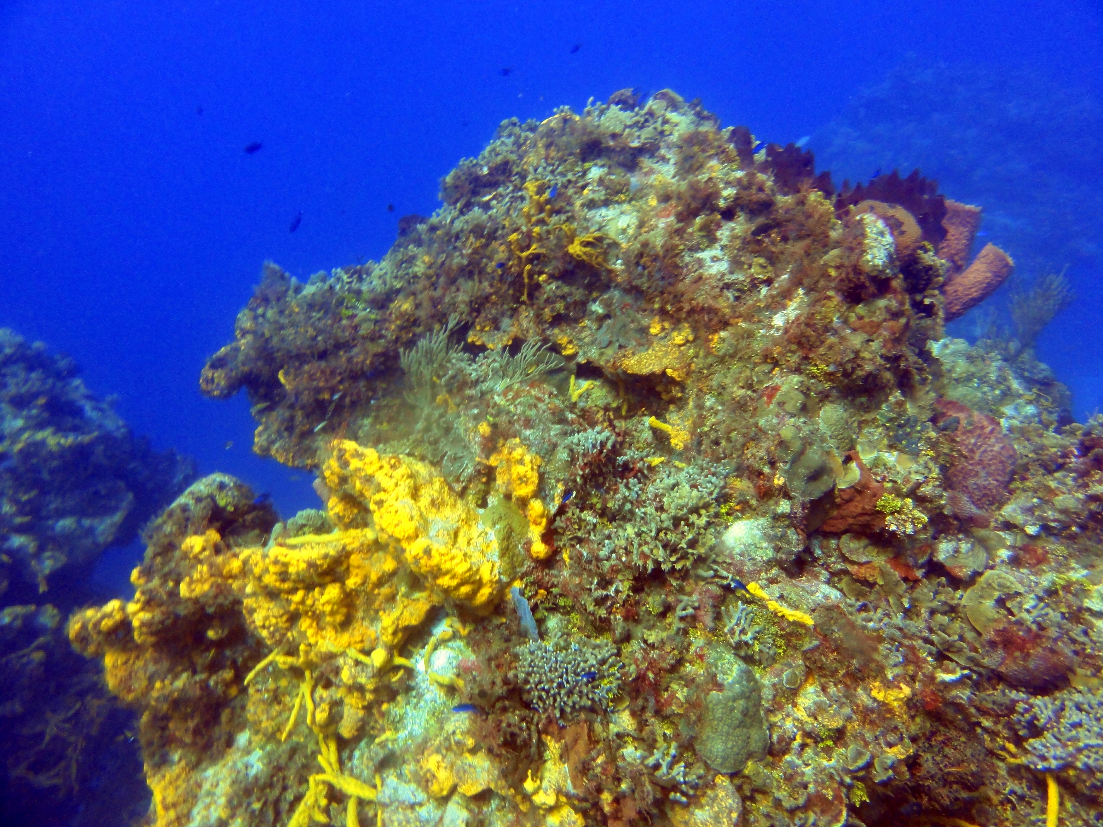 All the pretty coral