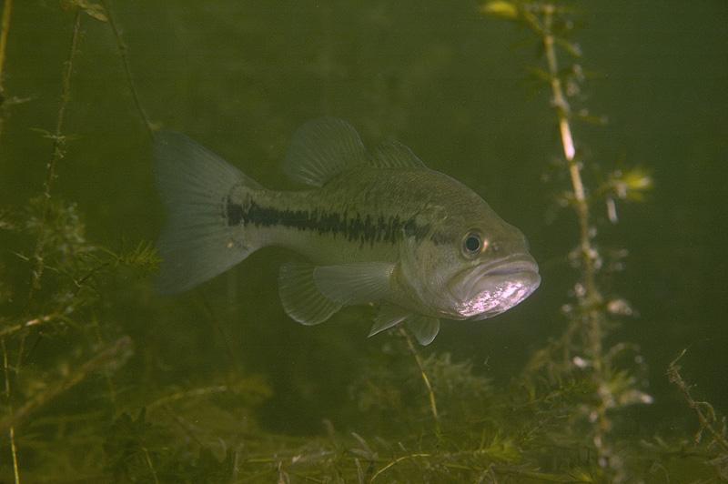 all your bass are belong to us