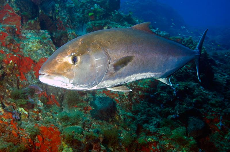 Amberjack