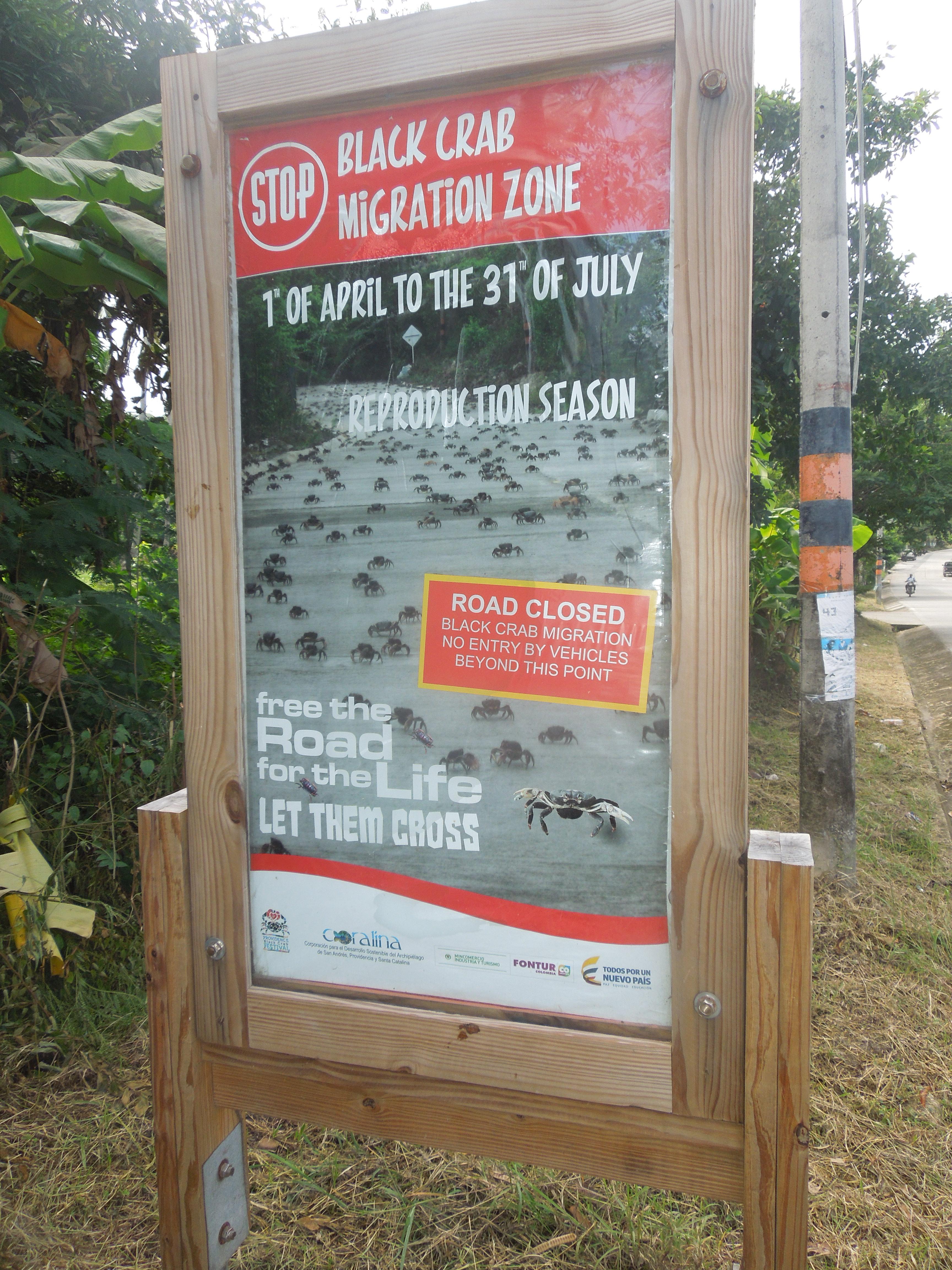 an annual migration of land crabs