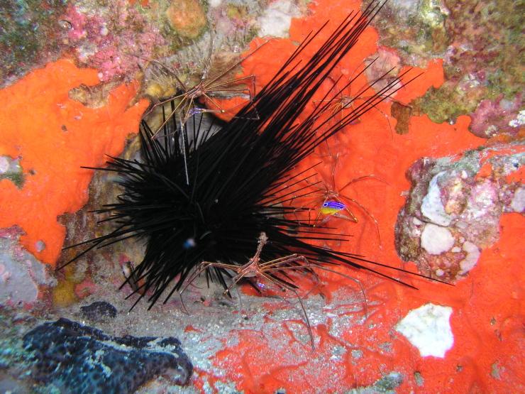 an urchin and it's minions