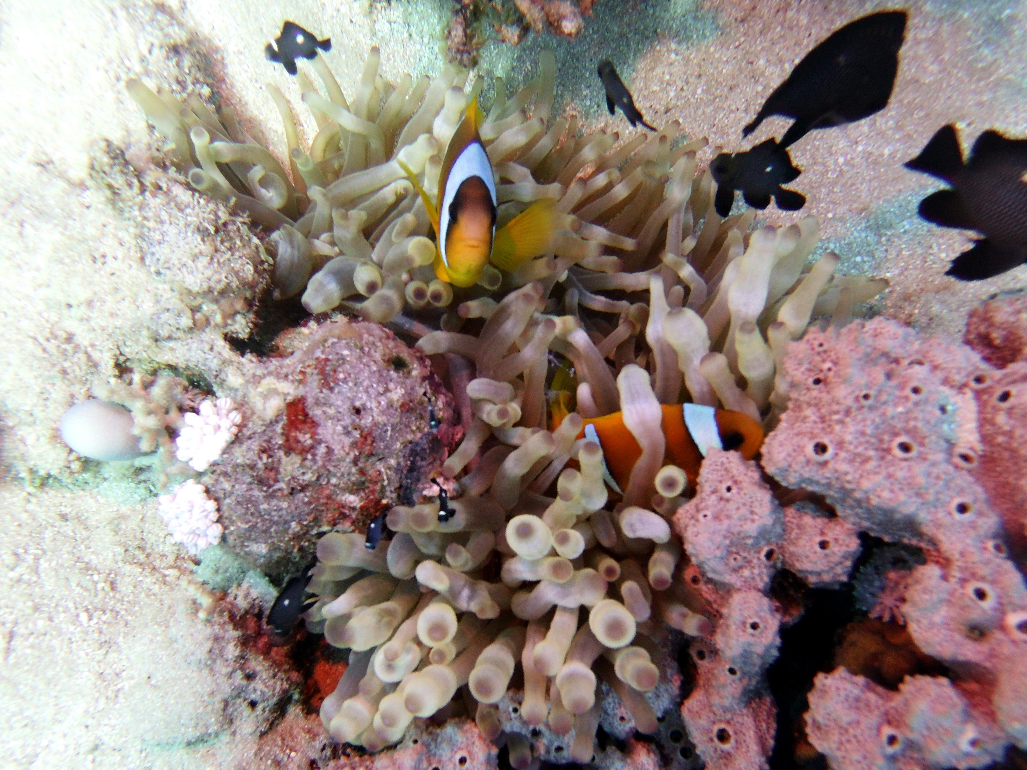 Anemone and clownfish at at Ras Ghozlani