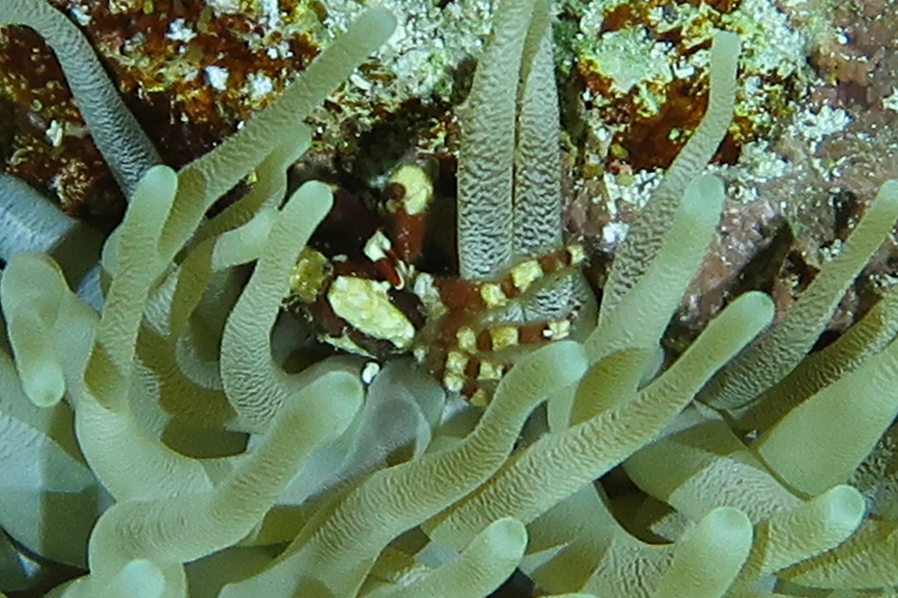 Anemone Crab