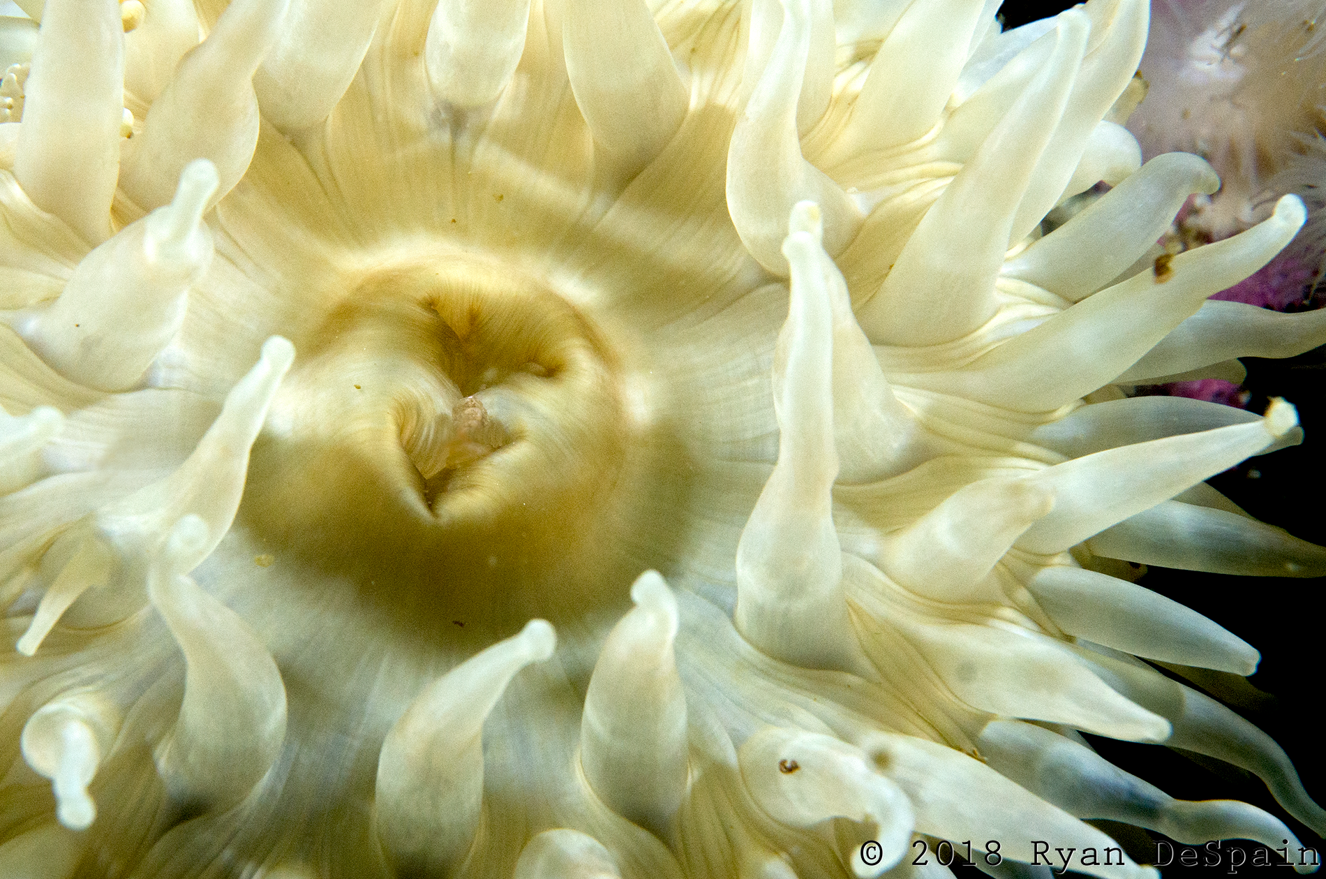 Anemone....exposed