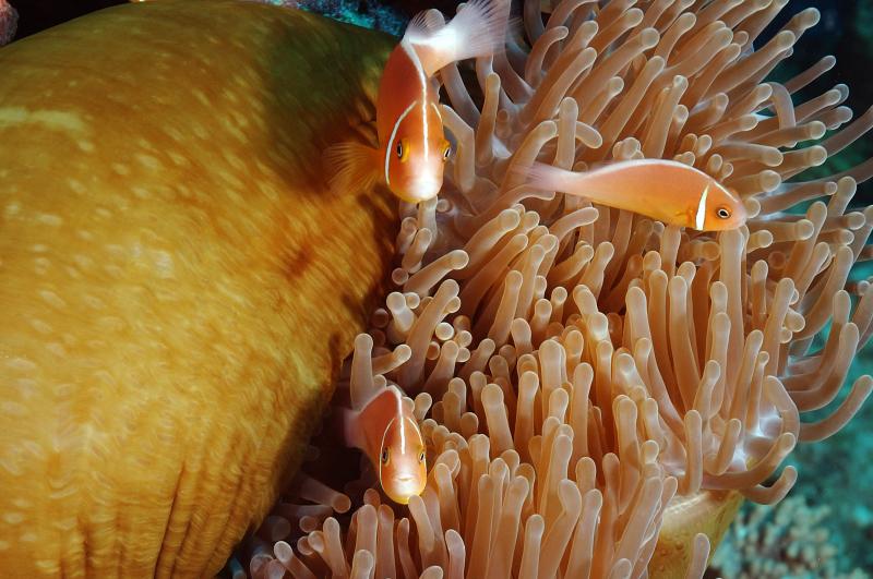 Anemone Fish Dammit