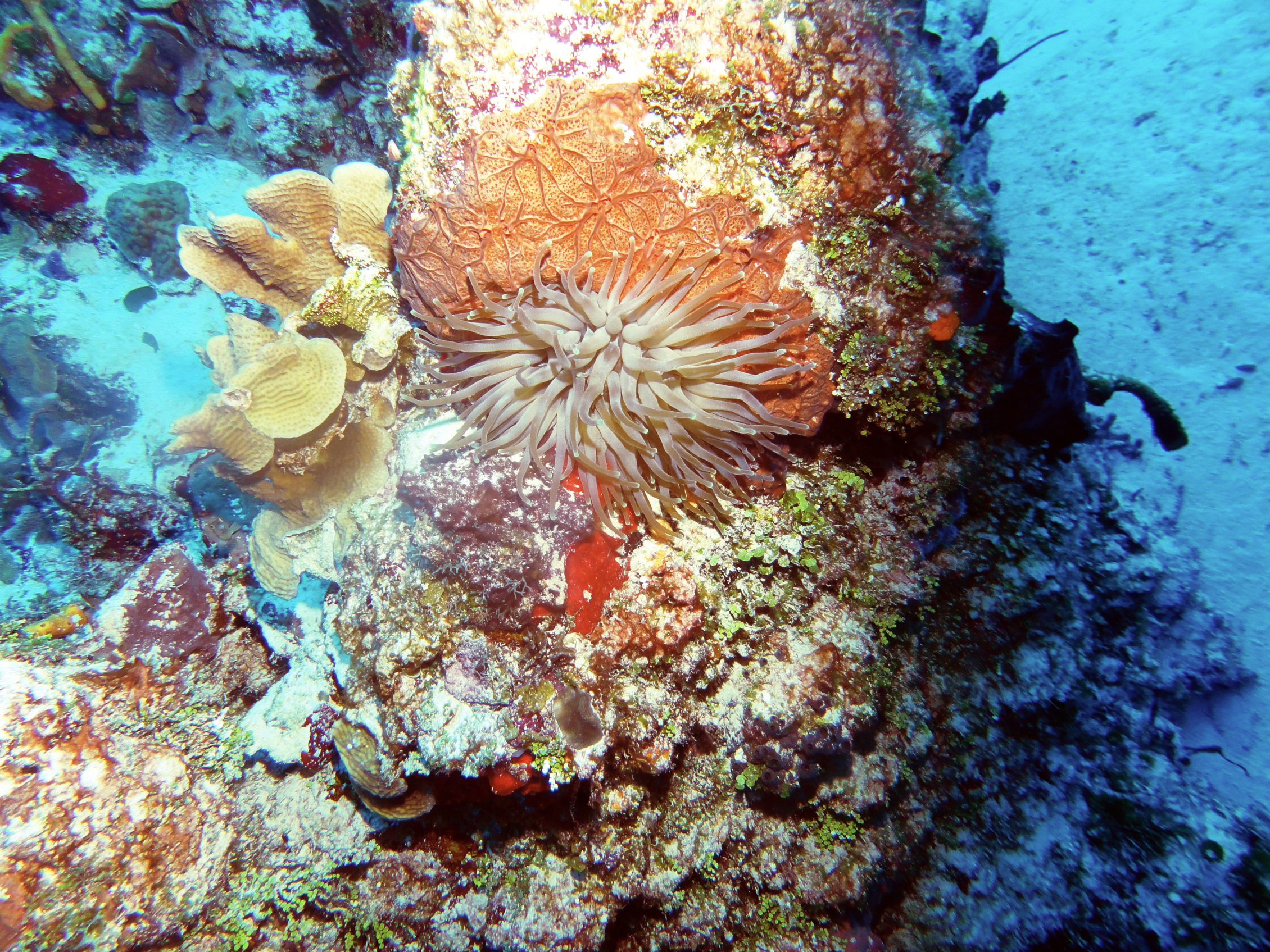 Anemone on the coral