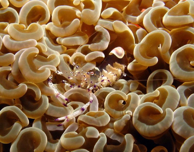 anemone shrimp IMG_5800b