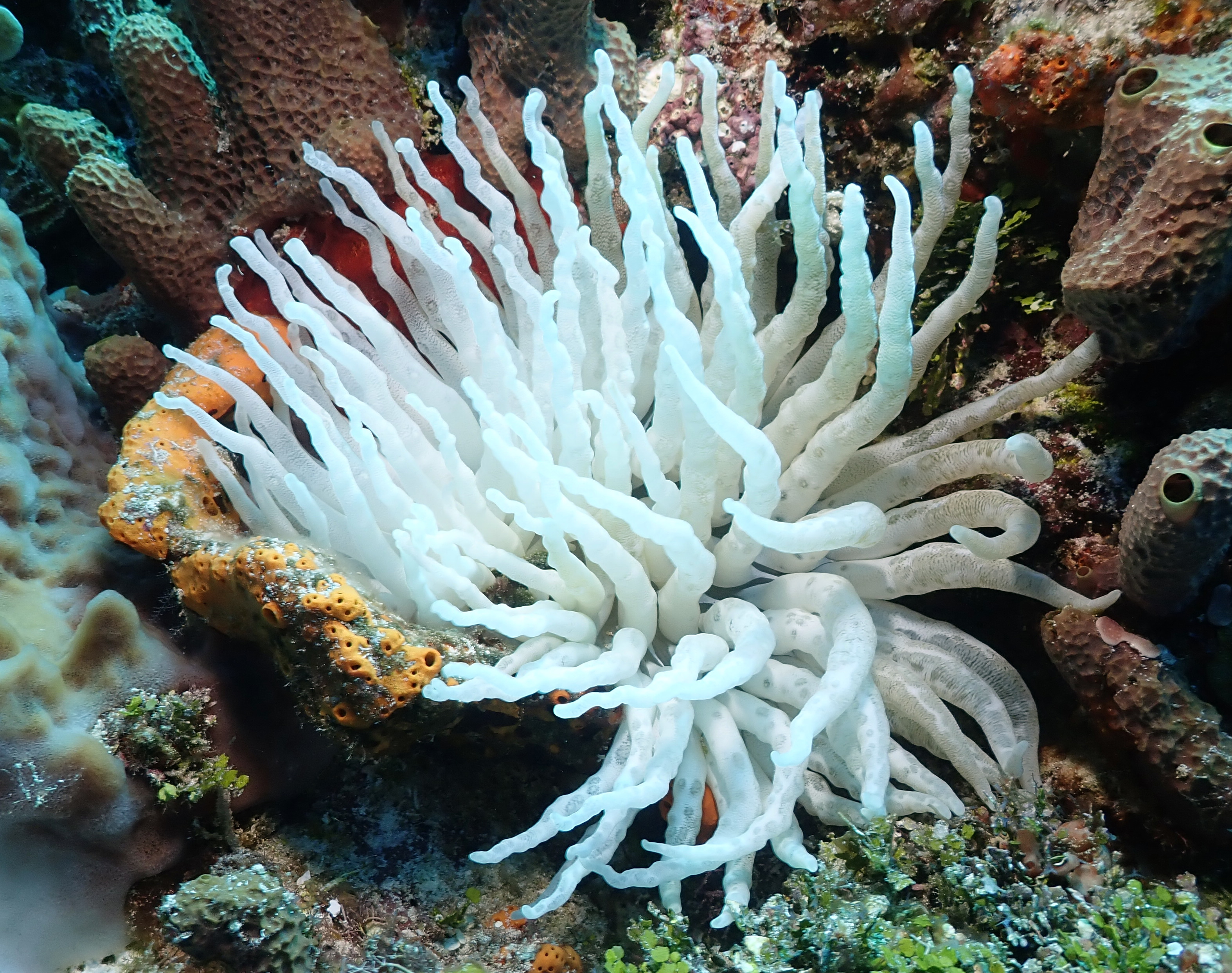 anemone