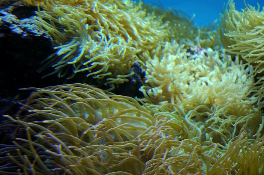 Anemones