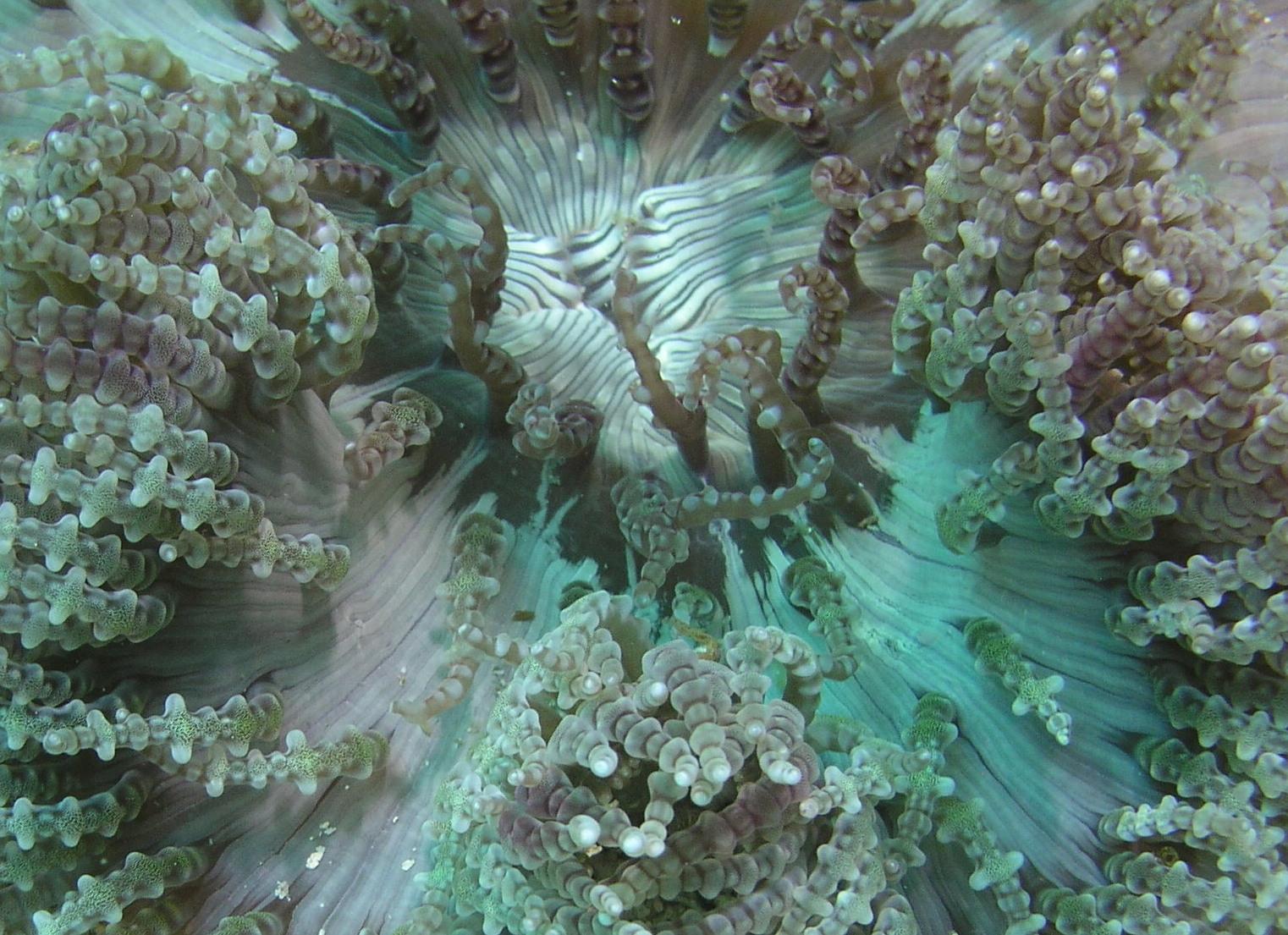 anemonescape