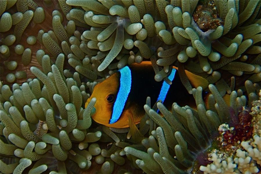Anenome fish 1