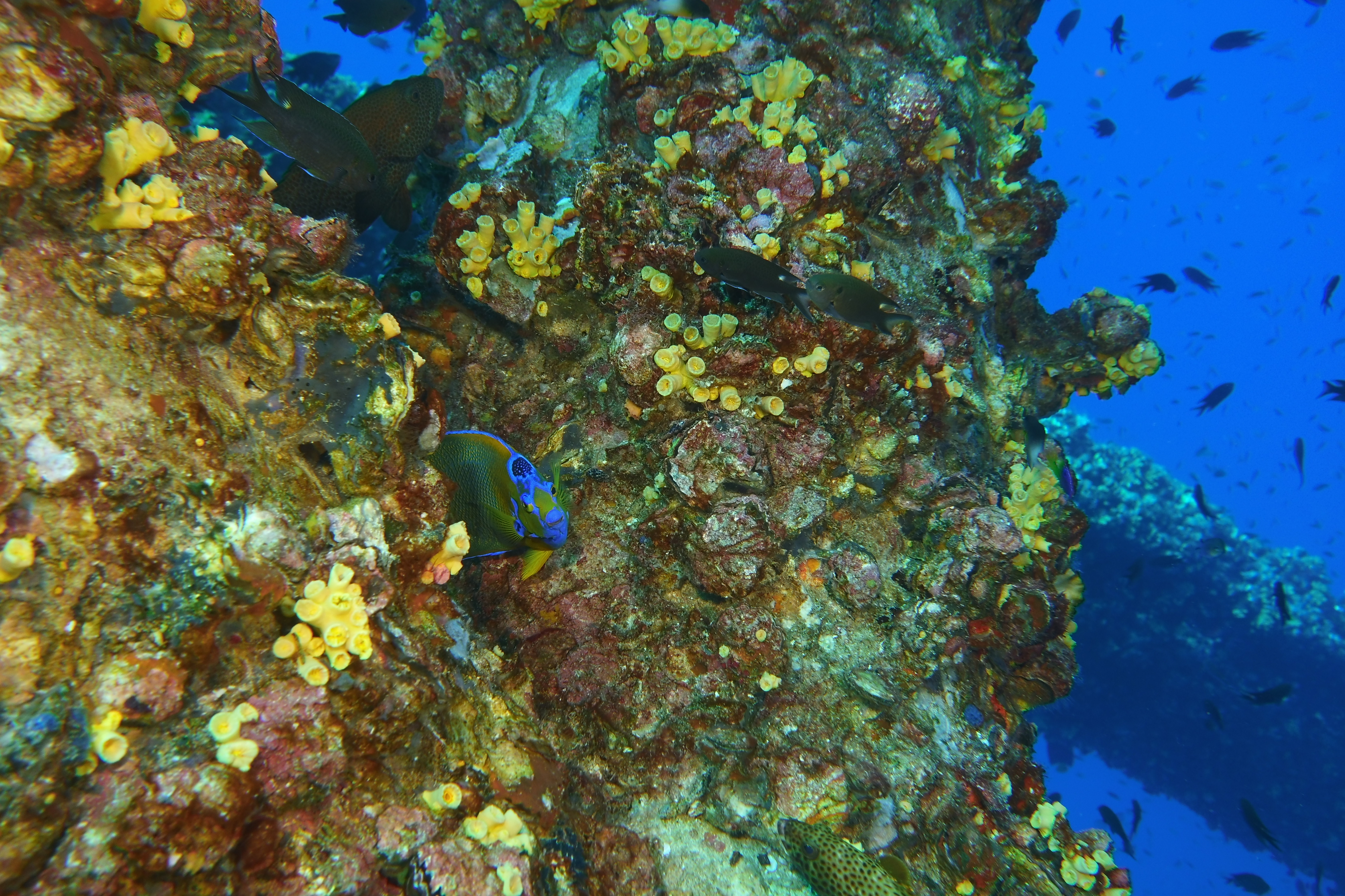 Angel fish