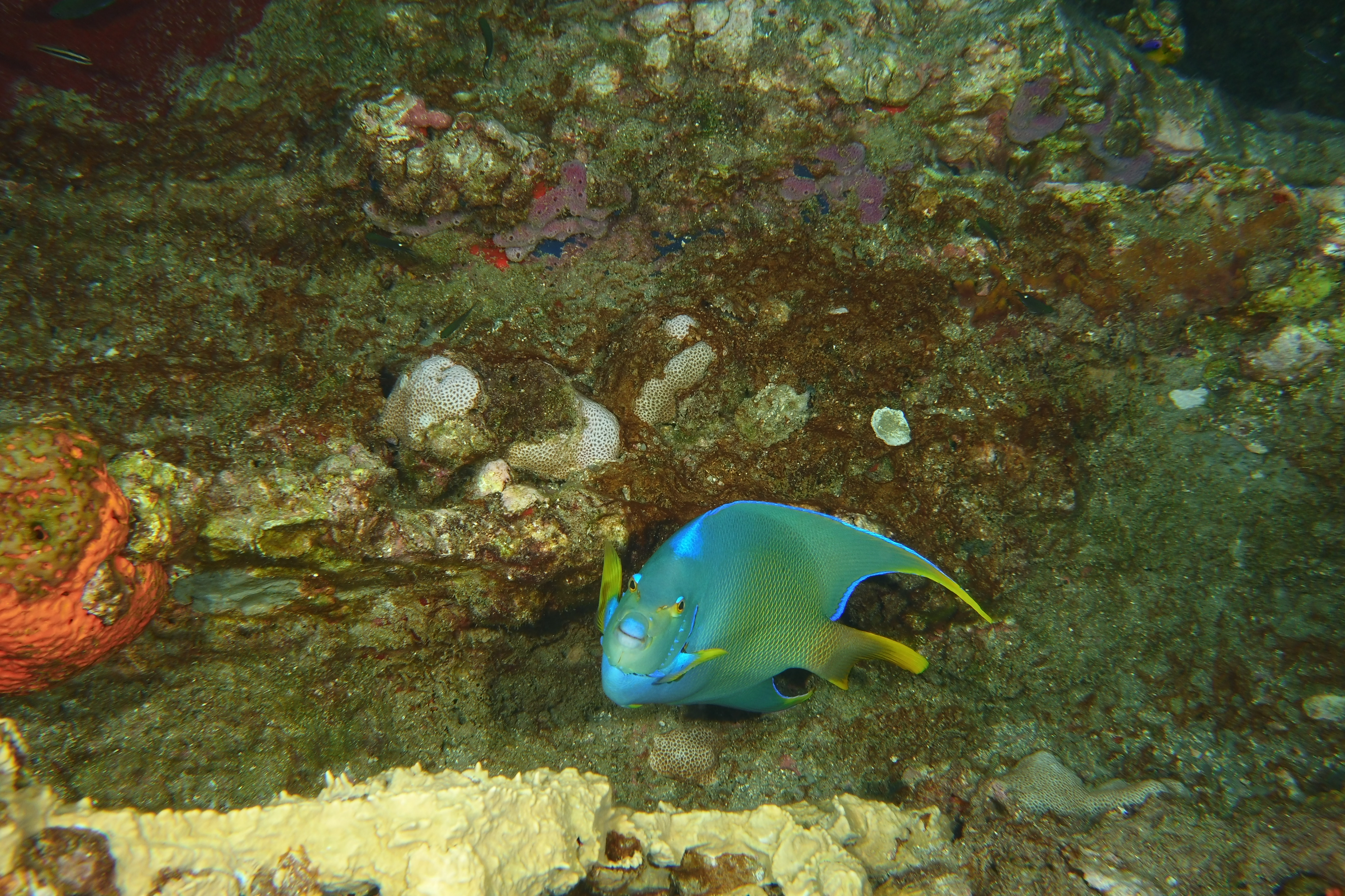 Angel fish
