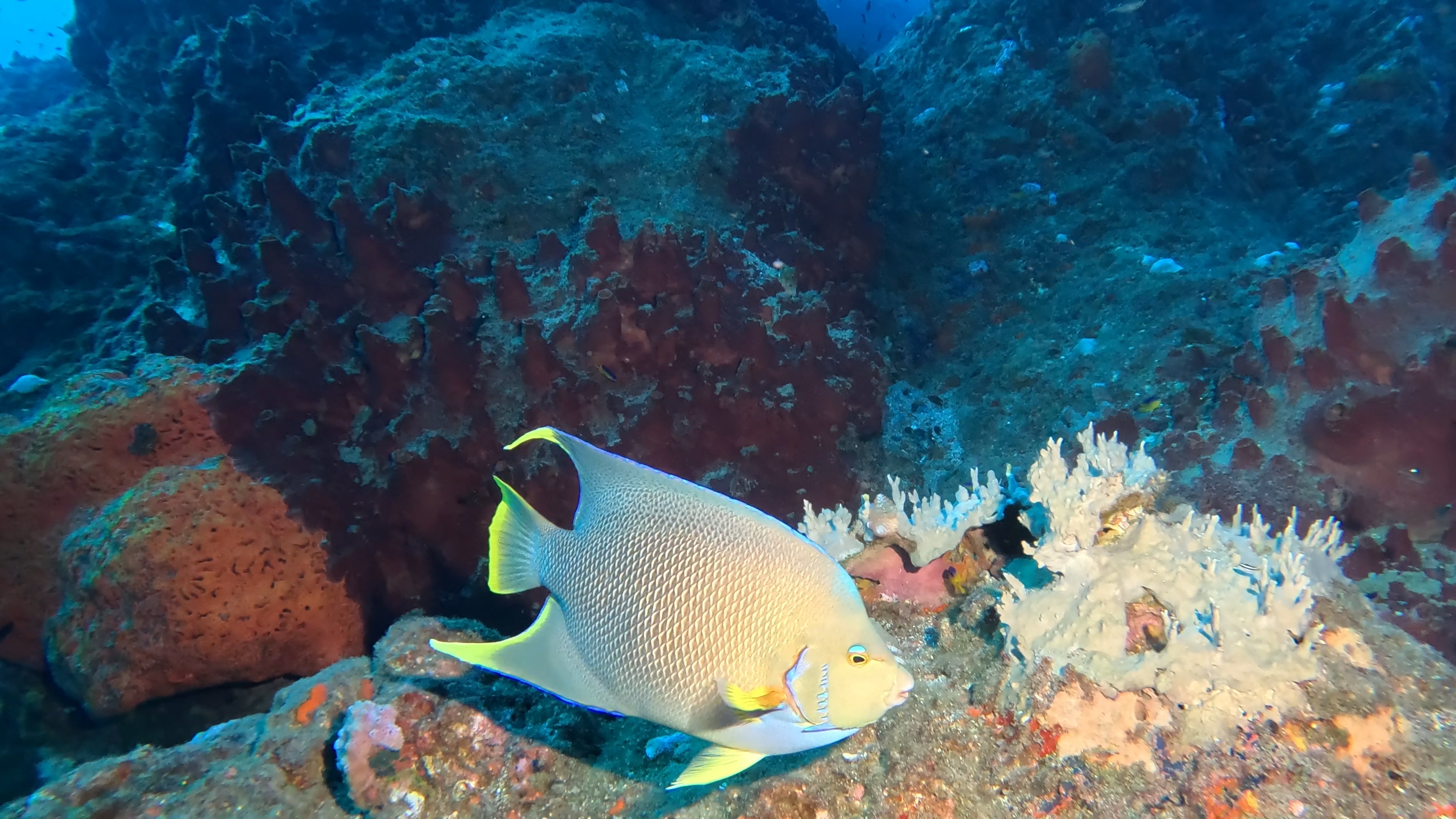 Angel fish
