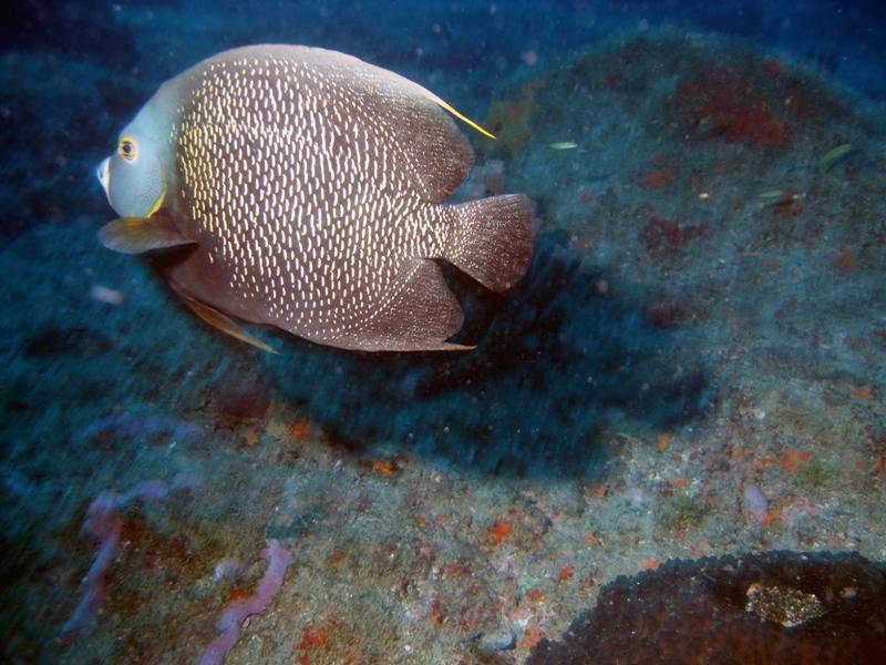 Angel Fish