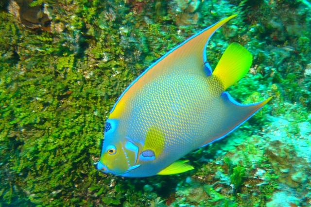 Angelfish