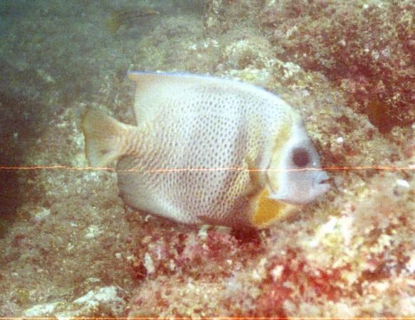 Angelfish