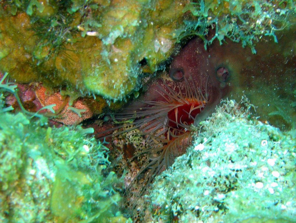 Angry Fish