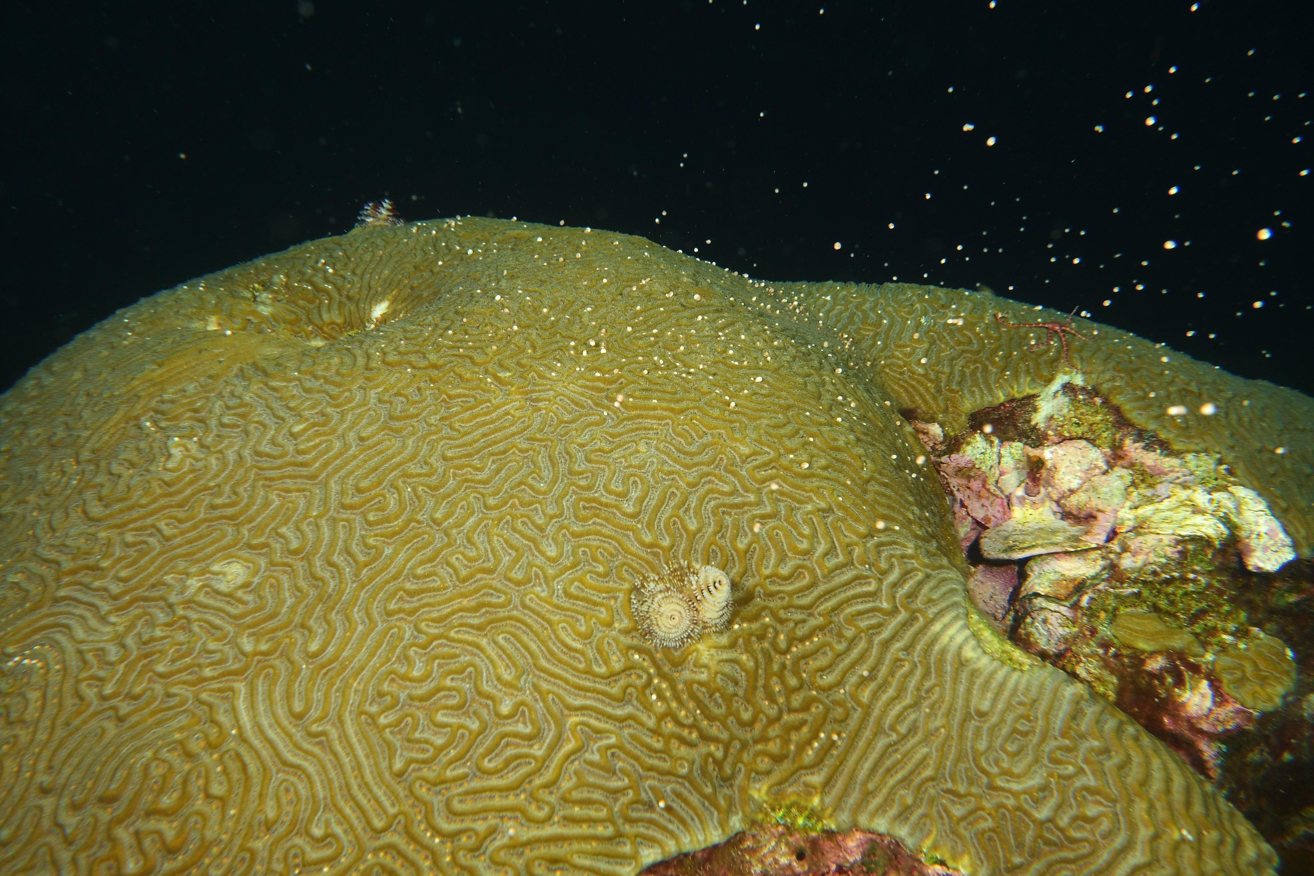 Another brain coral spawning