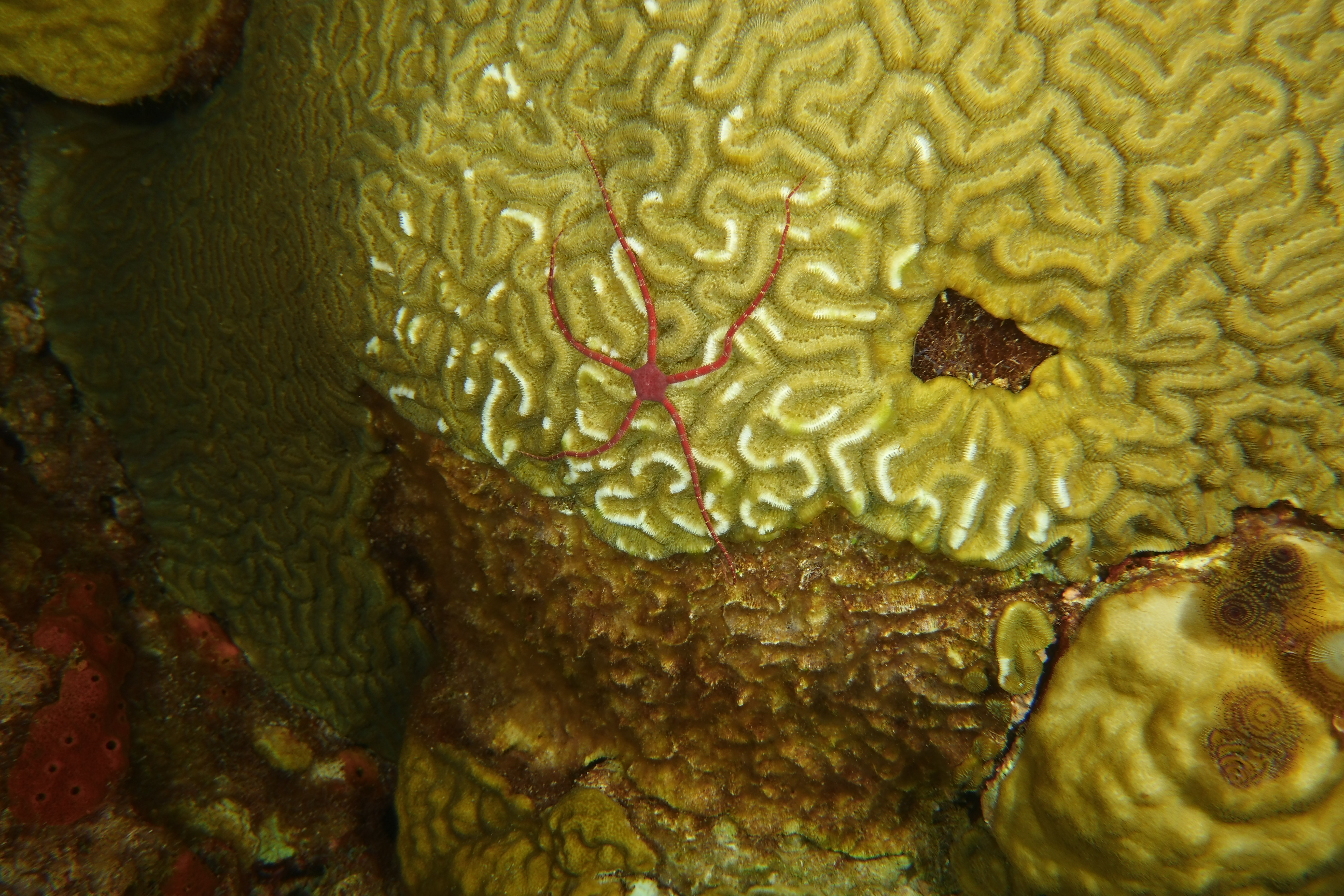 Another Brittle star on brain coral