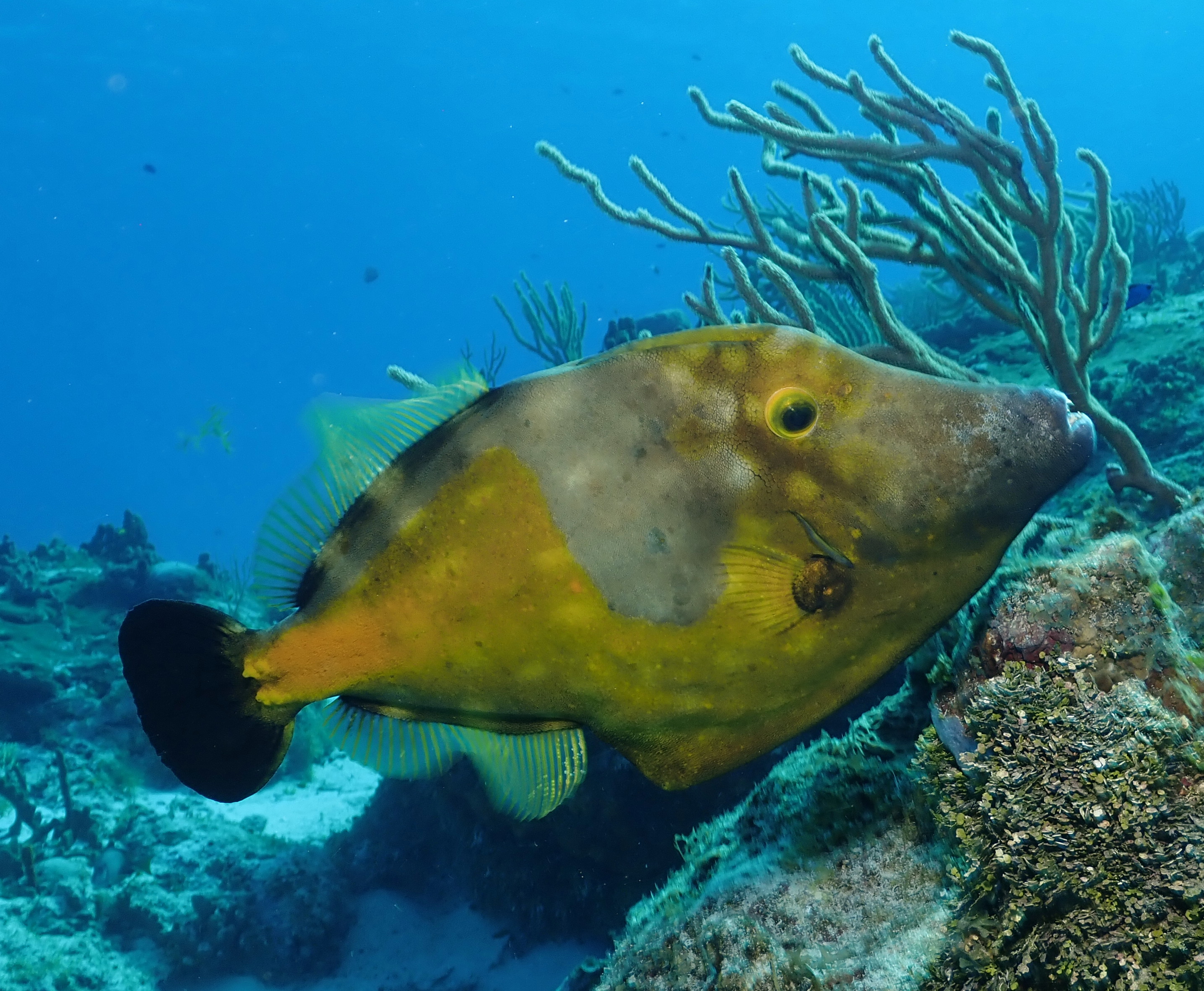 another filefish