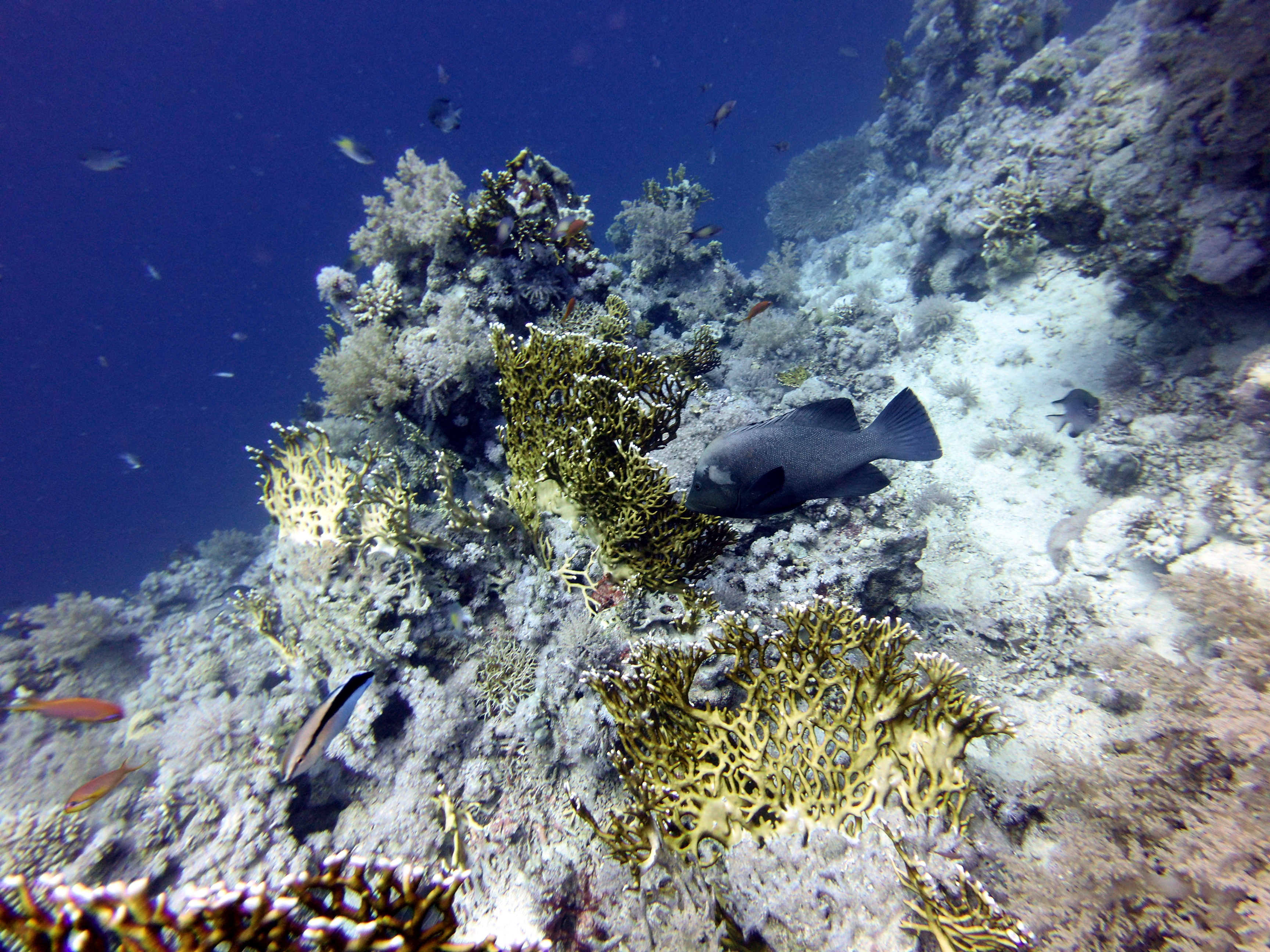 Another fish at Lighthouse Reef