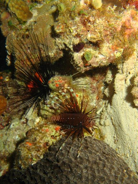Another lionfish