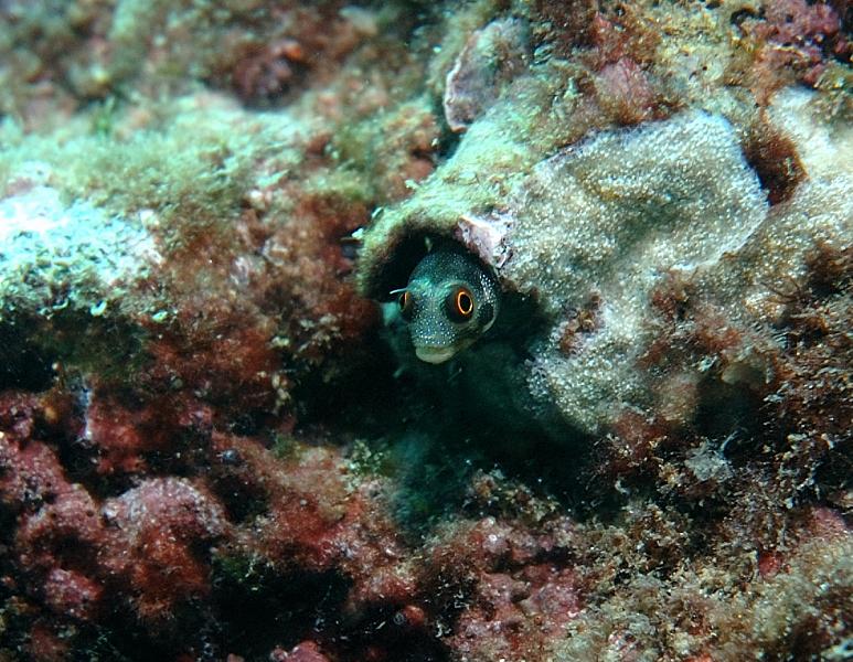 Another Sort of Goby?