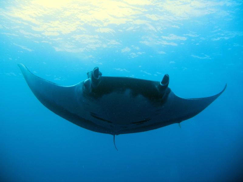 approaching manta