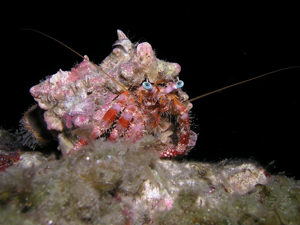 April - Sushi Boy - Decorator Crab