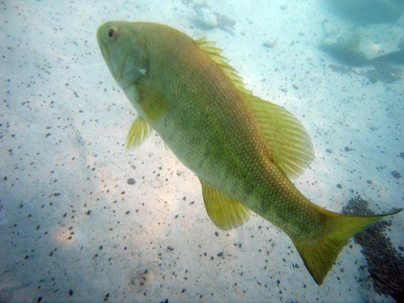 Aquarena7
