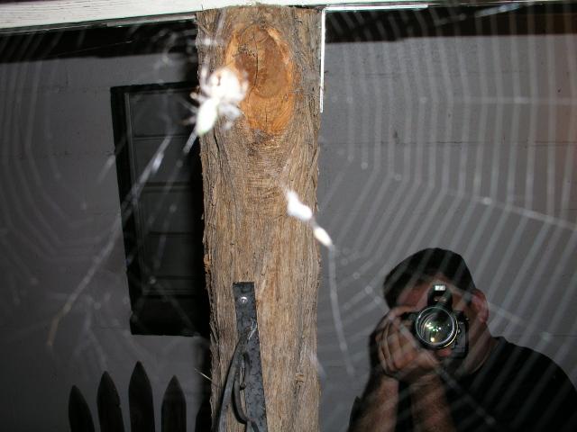 arachnophotia