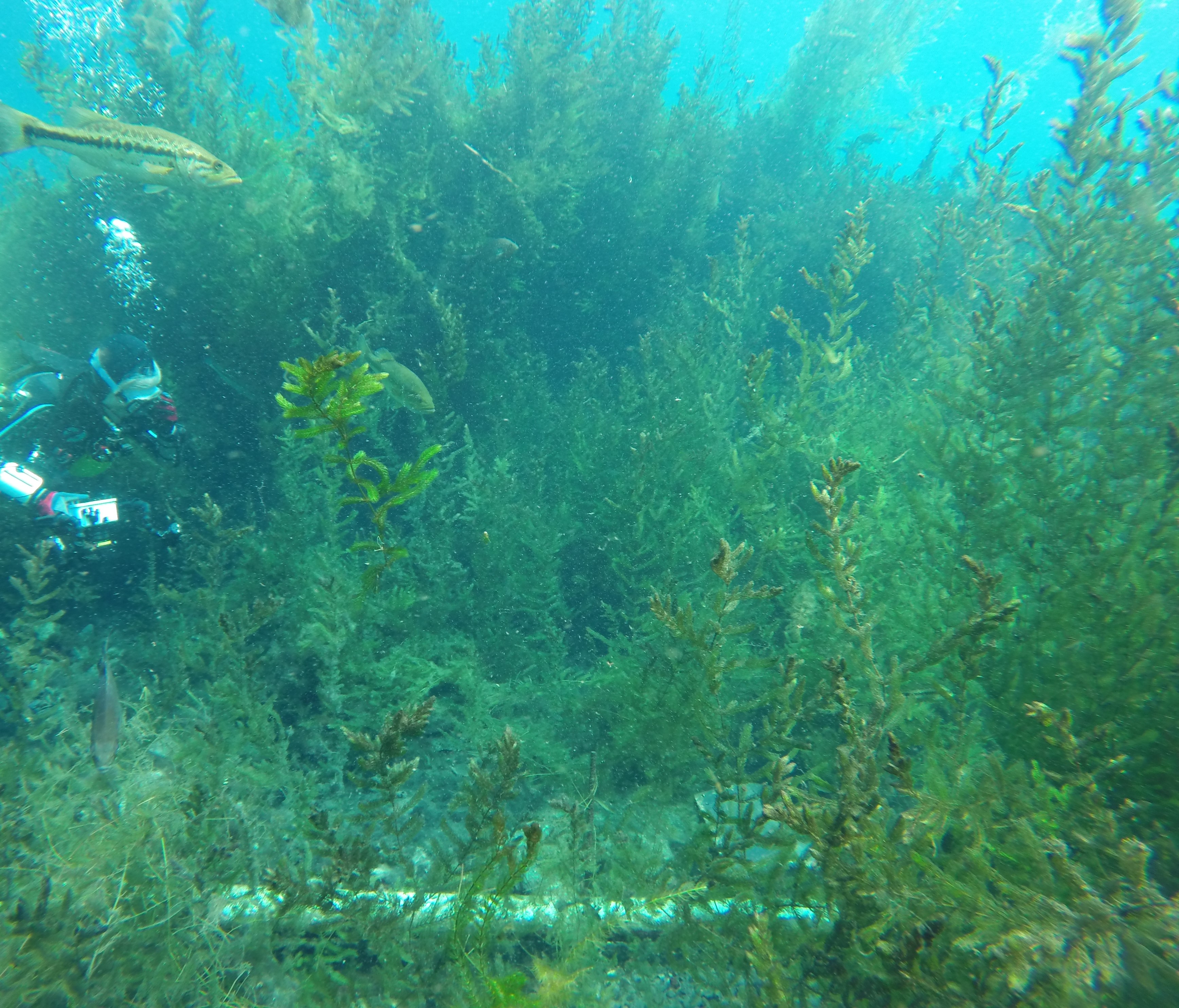 Arch Site