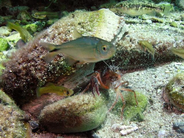 are you lookin' at me?