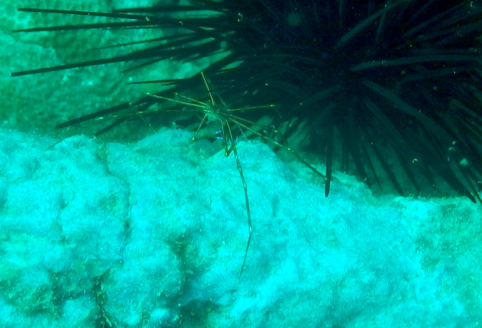 Arrow Crab With Urchin