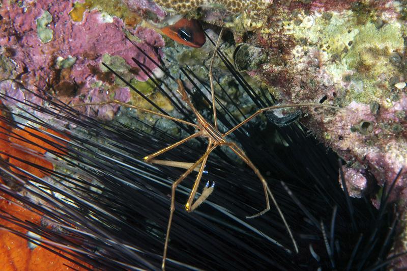 Arrow Crab