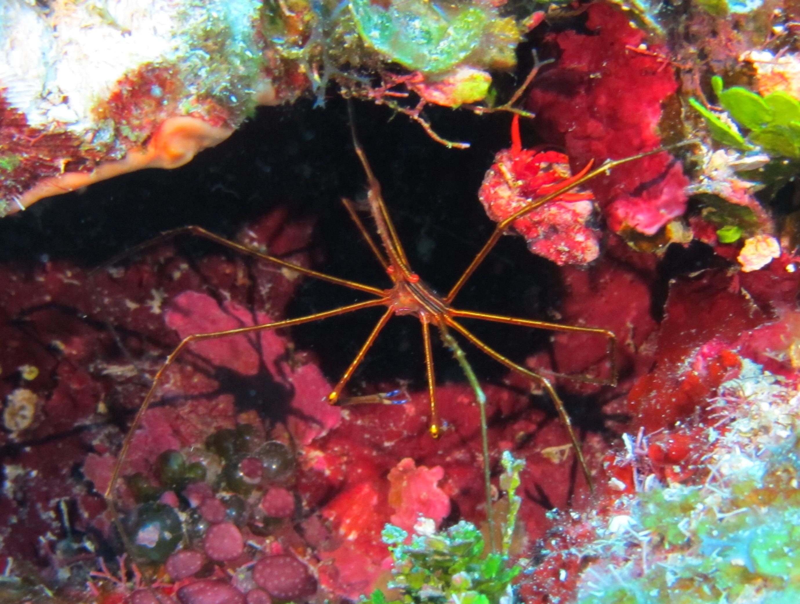 Arrow crab