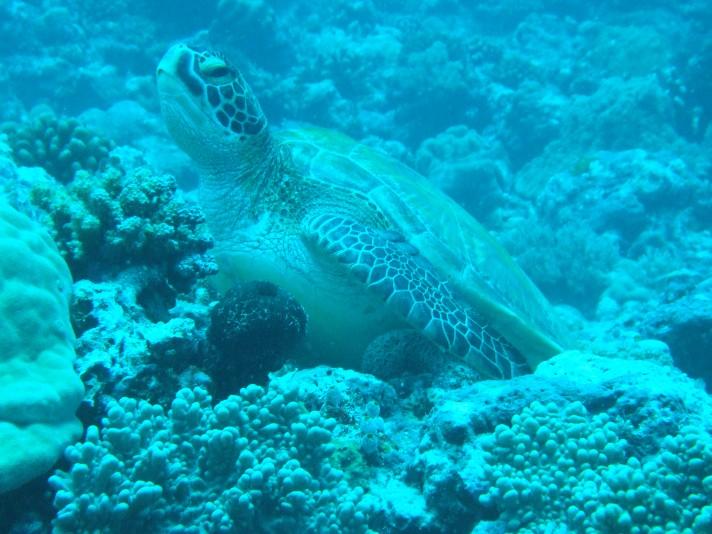 Arrow Crab