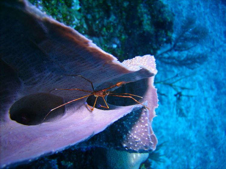 arrow crab