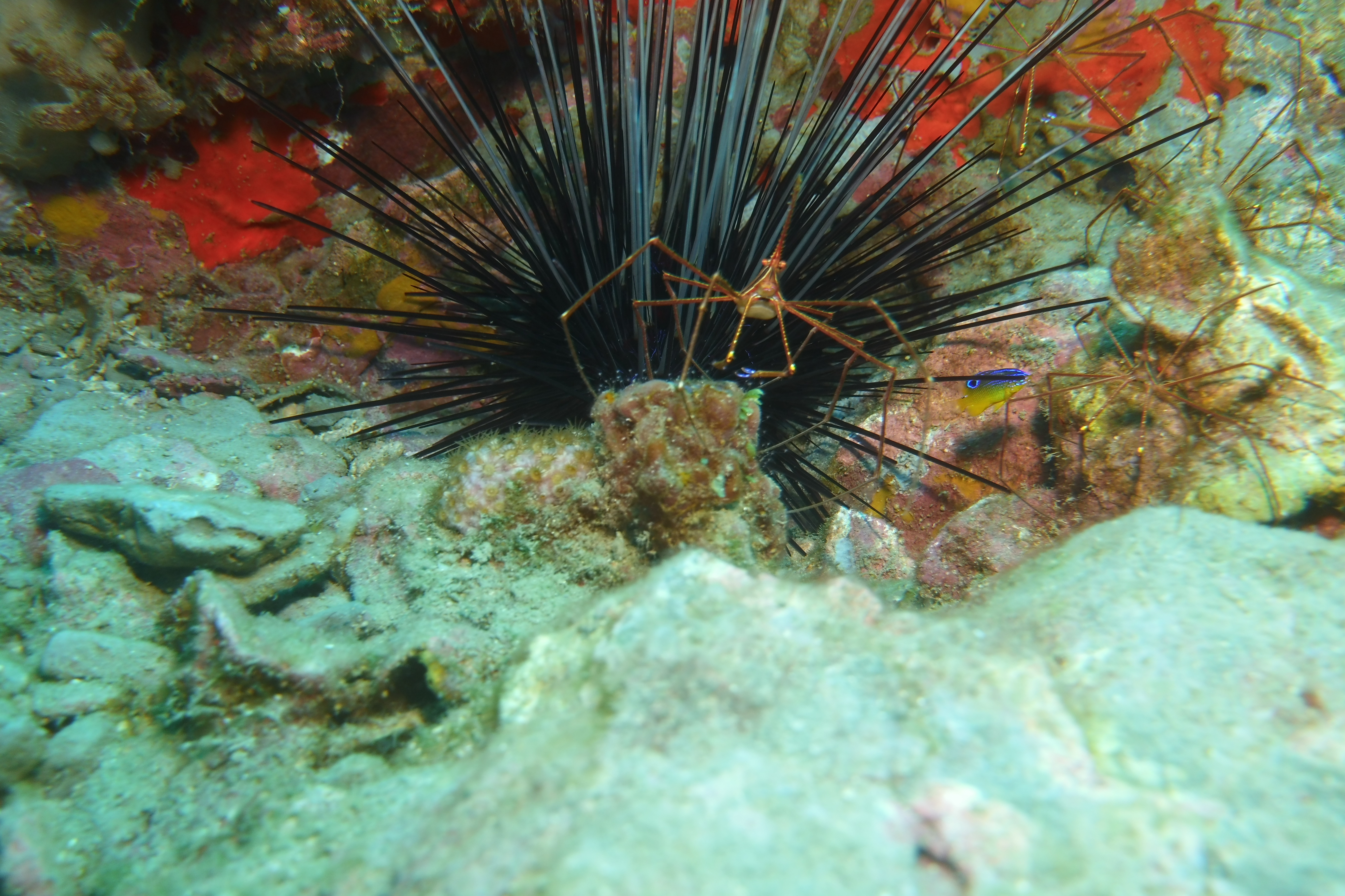 Arrow crabs and Sea Urchins