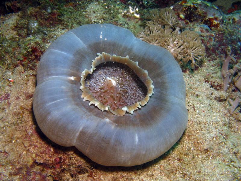 artichoke anemone IMG_6353b