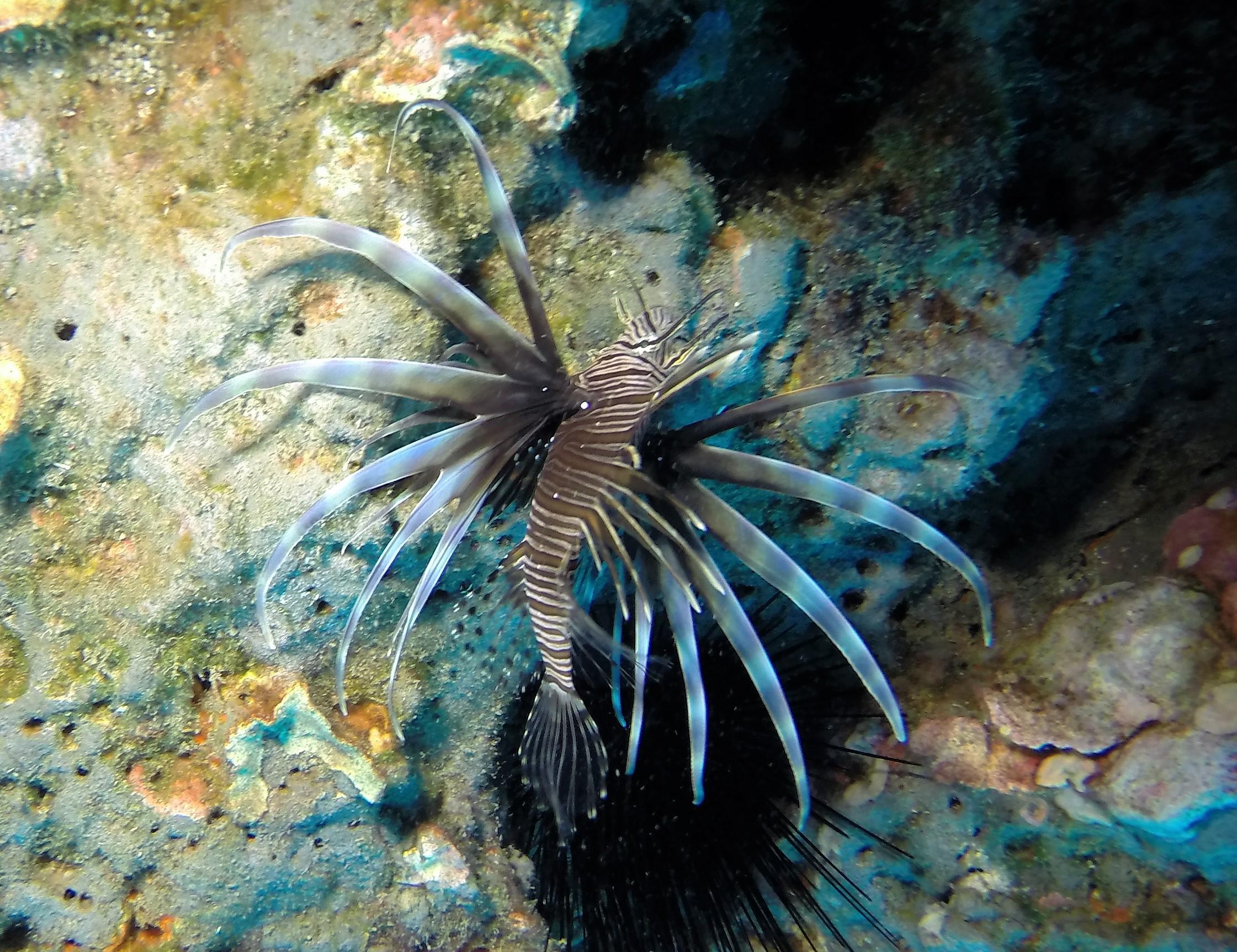 Aslan the lionfish