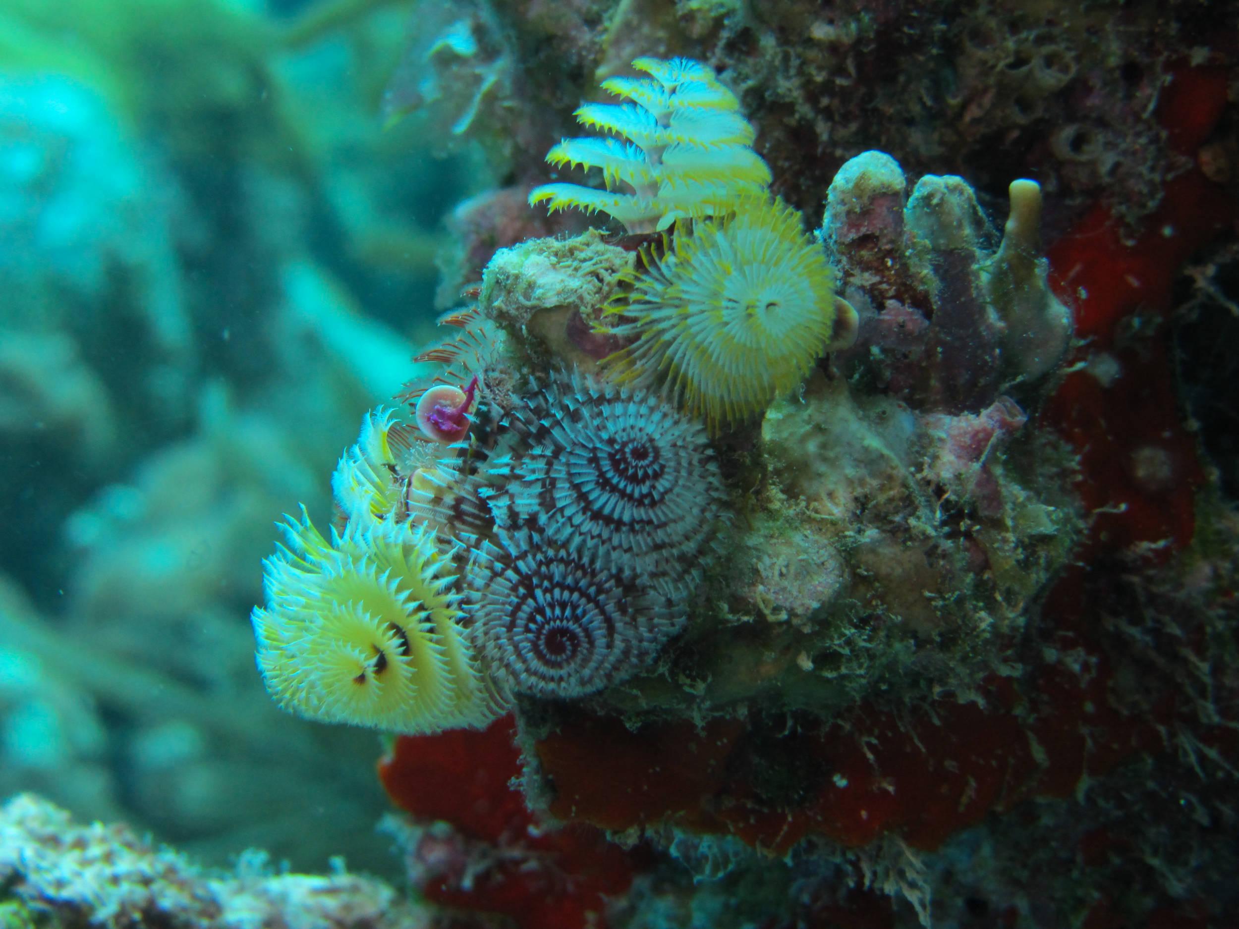Assorted christmas tree worms