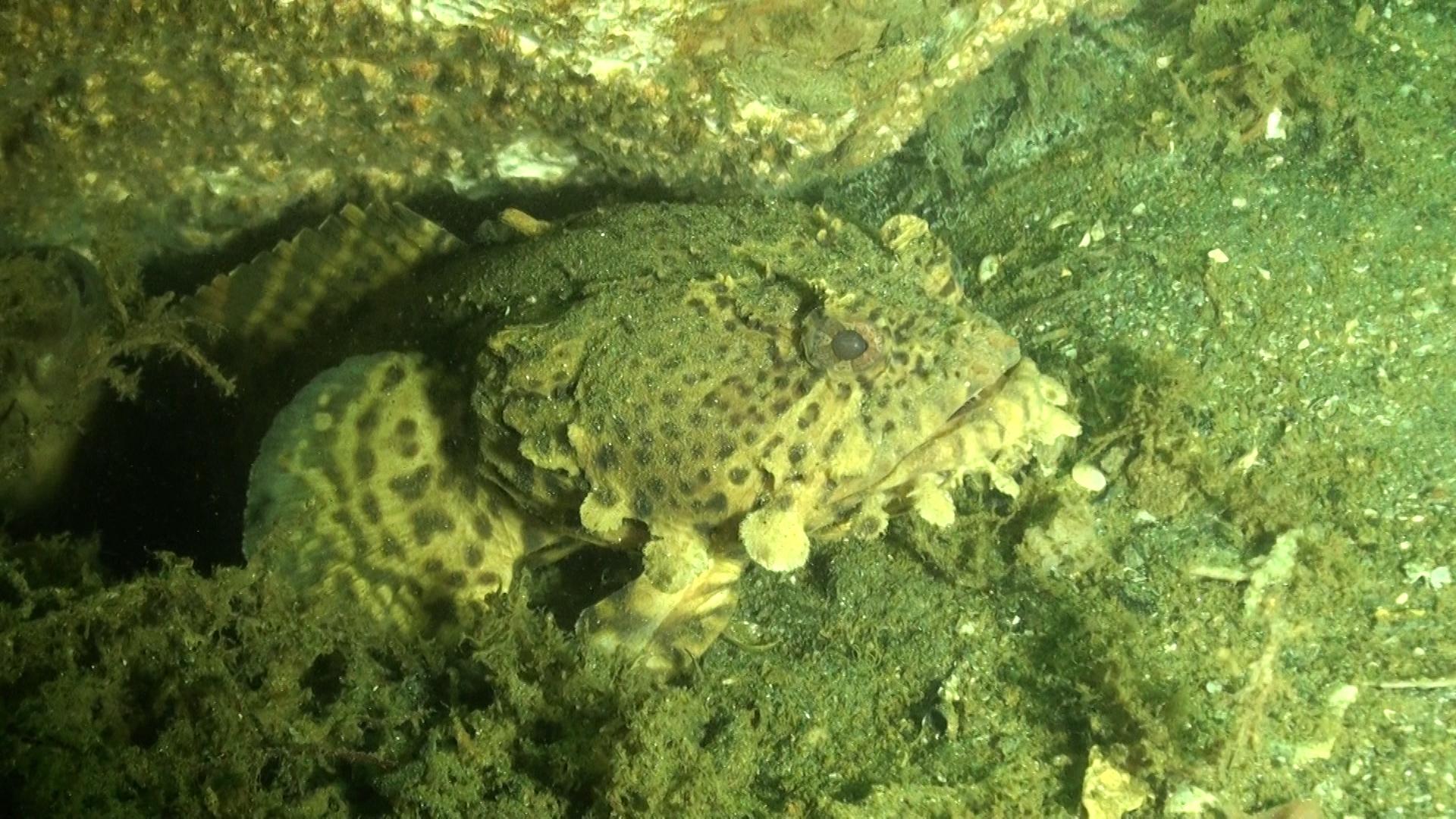 Atlantis (Bridge Rubble)