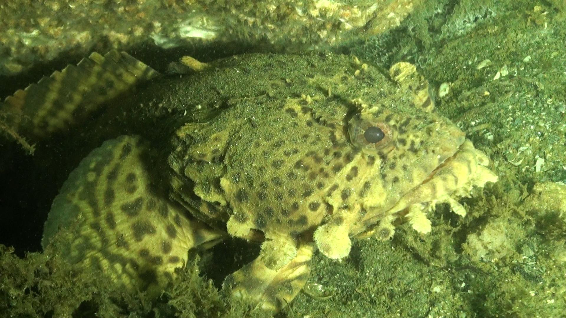 Atlantis (Bridge Rubble)