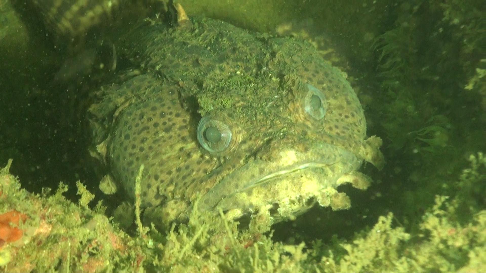 Atlantis (Bridge Rubble)