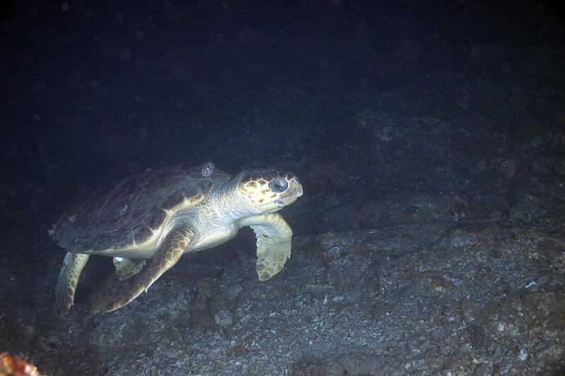 Attack Turtle