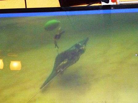 Aug 2015 - turtle trying to dive after freeing herself from a TED