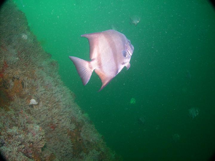 August 2010 - Rig Dive from Freeport